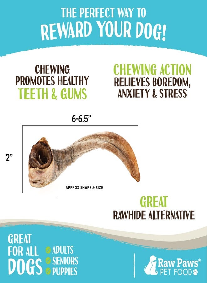 Raw Paws Lamb Horns for Dogs, Large (2-Count) - Packed in USA - Lamb Treats Dog Chew - Sheep Horns for Dogs - Dog Chew - Sheep Chews - Image 3