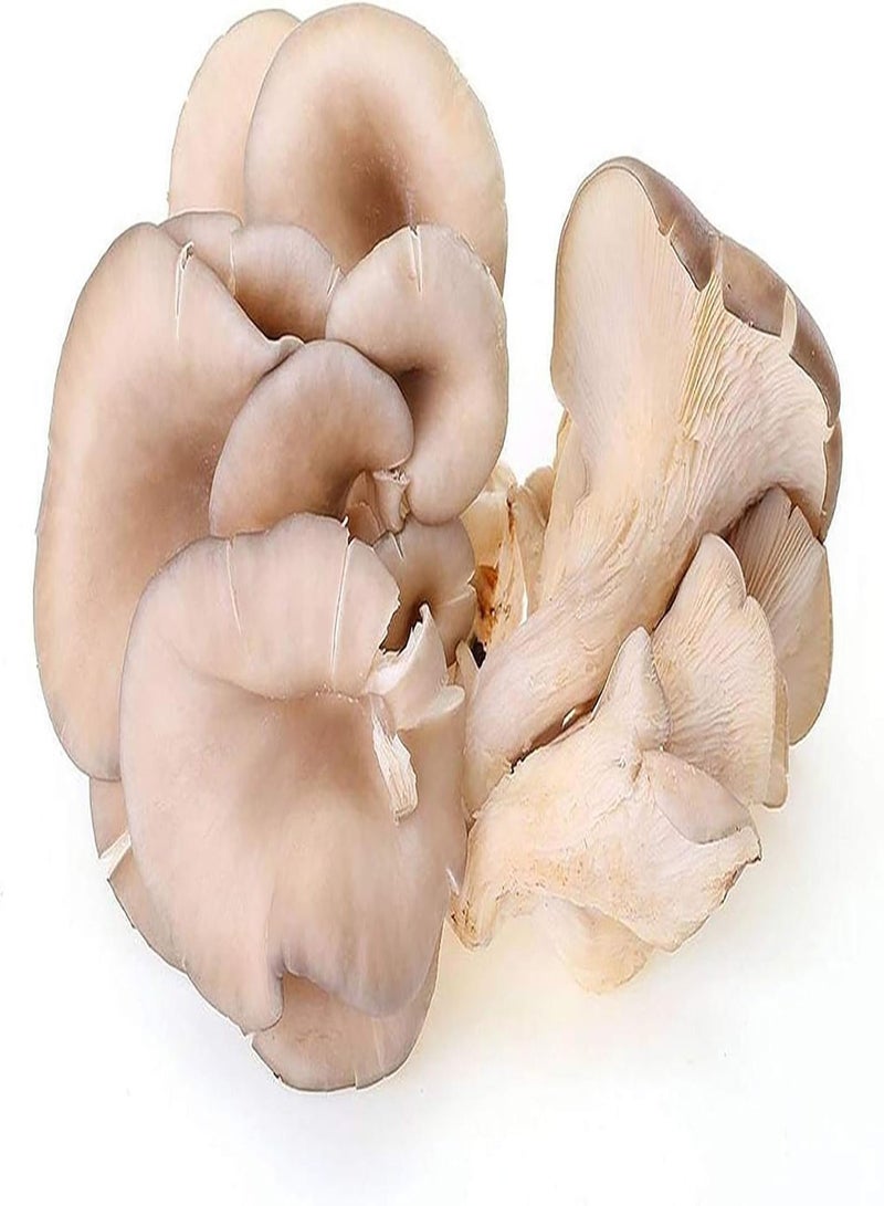 GGOOT 150Pcs Mushroom Seeds Delicious Fragrant Productive Natural Garden Seeds Growing Kit for Women, Kids, Beginners, Gardeners Gift - Mushroom Seeds - Image 3