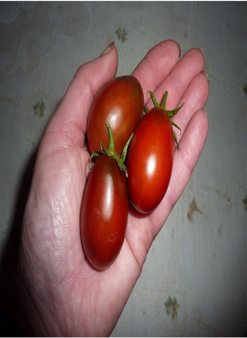 GGOOT Black Plum Prune Noir Heritage Heirloom Black Purple Small Plum Paste Cooking Tomato 20 Organic Seeds Certified  Organic Grower 