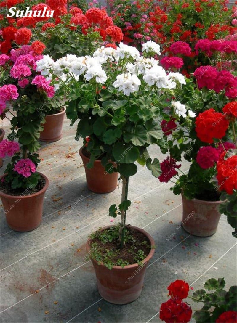 Seeds 50 pc Geranium agramsers Seeds of Geranium Seeds Perennial Flower Pelargonium peltatum in vase Flowers Climbing Bonsai Seeds 24: Only Seeds