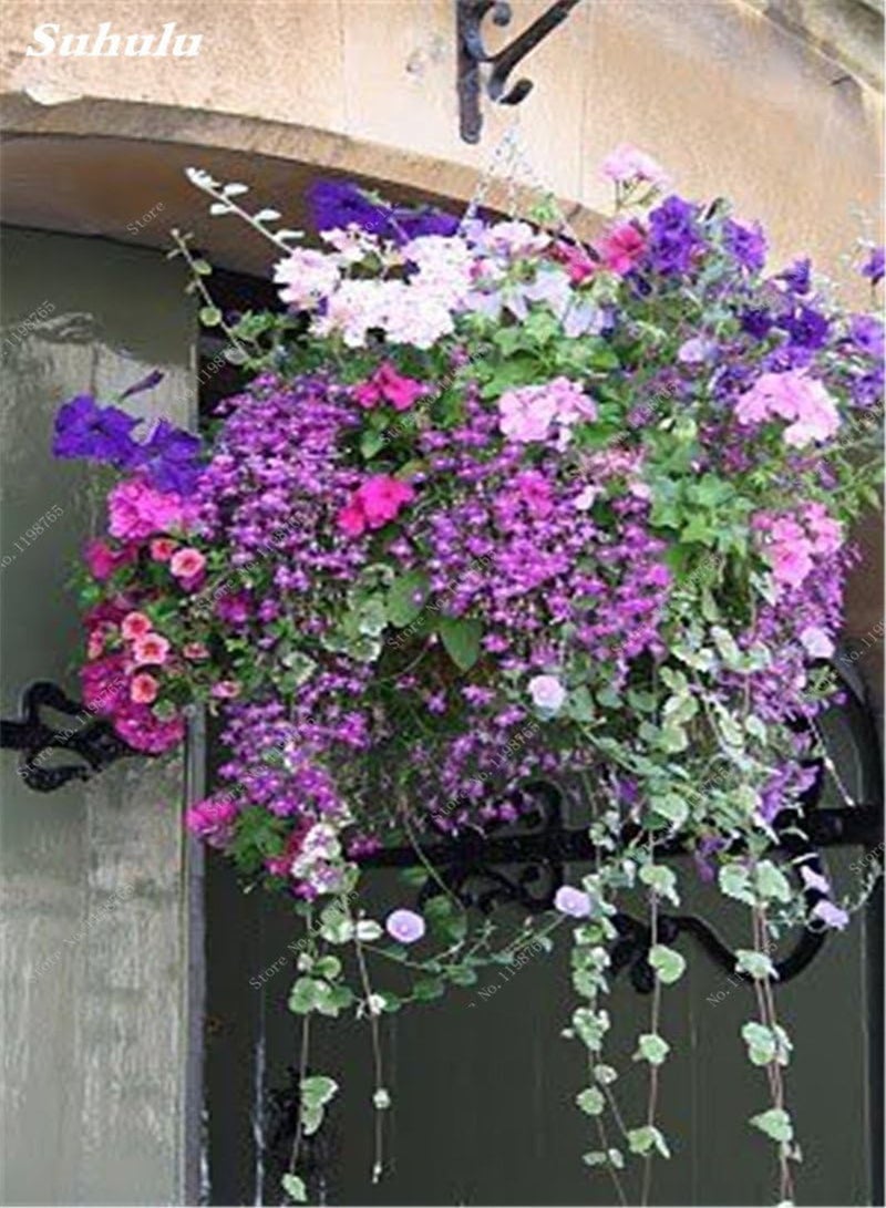 Seeds 50 pc Geranium agramsers Seeds of Geranium Seeds Perennial Flower Pelargonium peltatum in vase Flowers Climbing Bonsai Seeds 24: Only Seeds