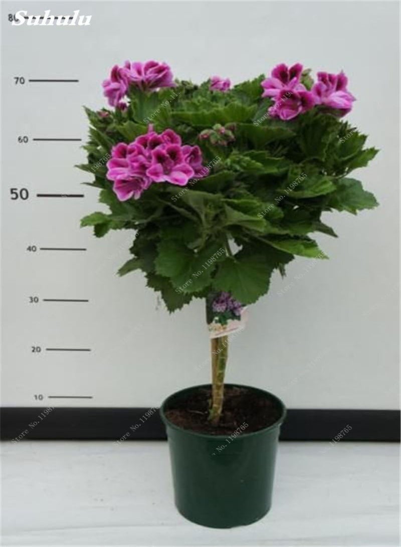 Seeds 50 pc Geranium agramsers Seeds of Geranium Seeds Perennial Flower Pelargonium peltatum in vase Flowers Climbing Bonsai Seeds 24: Only Seeds