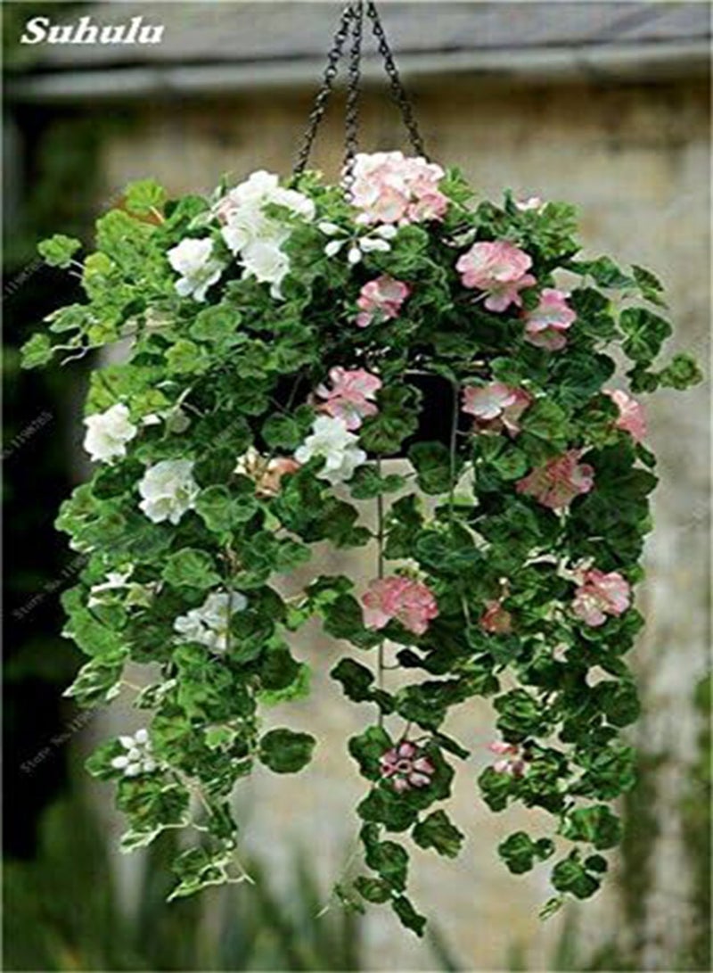 Seeds 50 pc Geranium agramsers Seeds of Geranium Seeds Perennial Flower Pelargonium peltatum in vase Flowers Climbing Bonsai Seeds 24: Only Seeds