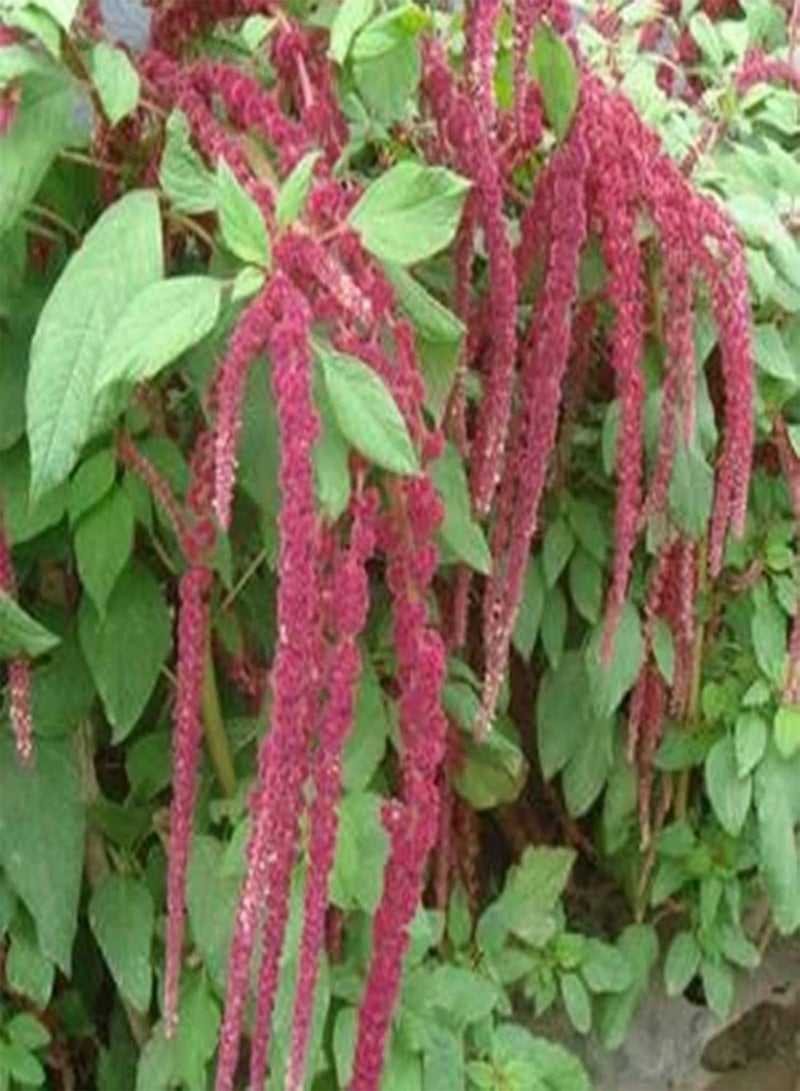 جي جوت بذور القطيفة، 100 قطعة/كيس بذور القطيفة سهلة الزراعة عالية الإنبات شتلات زهرة الحب الطازجة النازفة للفناء - Image 4