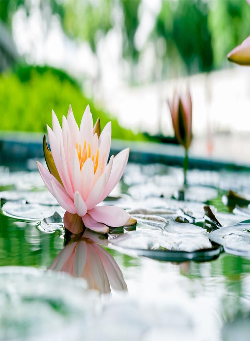 GGOOT 60 Pcs Mix Bonsai Bowl Lotus Seeds, Water Lilys Flower Plant, Lotus Seeds for Planting Water Features Seeds Non-GMO Fresh Garden Seeds  - Image 3