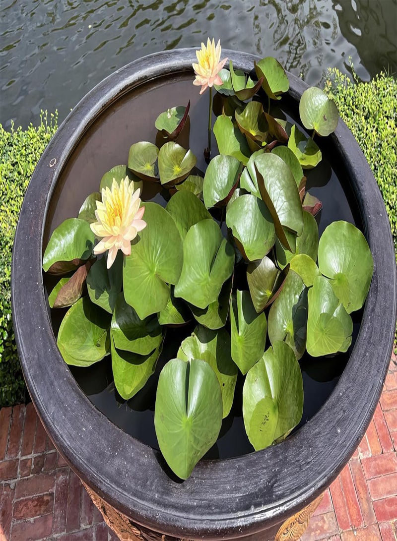 GGOOT 60 Pcs Mix Bonsai Bowl Lotus Seeds, Water Lilys Flower Plant, Lotus Seeds for Planting Water Features Seeds Non-GMO Fresh Garden Seeds  - Image 2