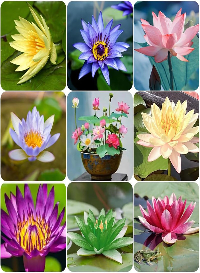 GGOOT 60 Pcs Mix Bonsai Bowl Lotus Seeds, Water Lilys Flower Plant, Lotus Seeds for Planting Water Features Seeds Non-GMO Fresh Garden Seeds  - Image 1