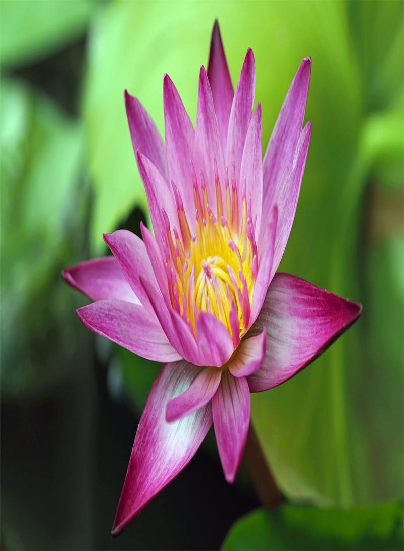 GGOOT 60 Pcs Mix Bonsai Bowl Lotus Seeds, Water Lilys Flower Plant, Lotus Seeds for Planting Water Features Seeds Non-GMO Fresh Garden Seeds  - Image 4