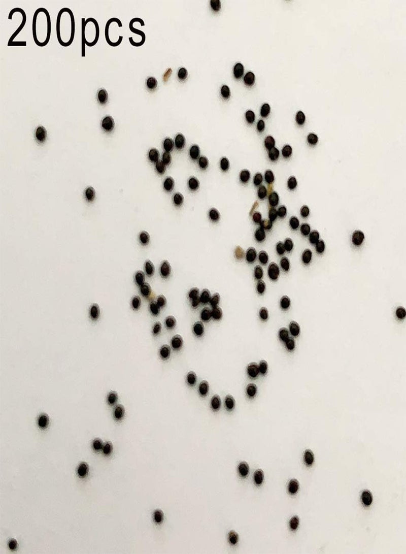 جي جوت 200 قطعة من بذور الزهور الملونة، نبات ليناريا للشرفة أو الحديقة أو المكتب أو ديكور النباتات للزراعة في الحديقة أو الفناء أو الهواء الطلق، 1 بذور ليناريا - Image 2