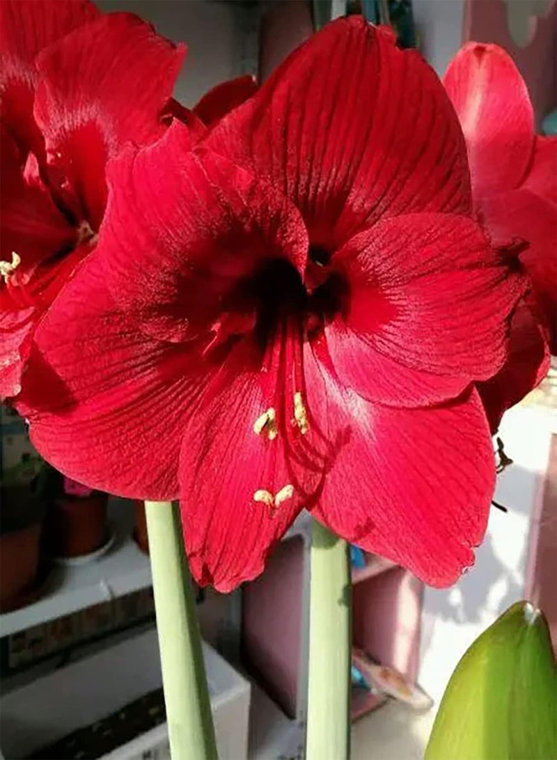 جي جوت 2rote Amaryllis Zwiebeln Bringen Farbe in Ihr Haus Bringen visuellen Genuss Gefühl der Leistung Machen Sie Schnittblumensträuße für die langfristige Erhaltung - Image 2