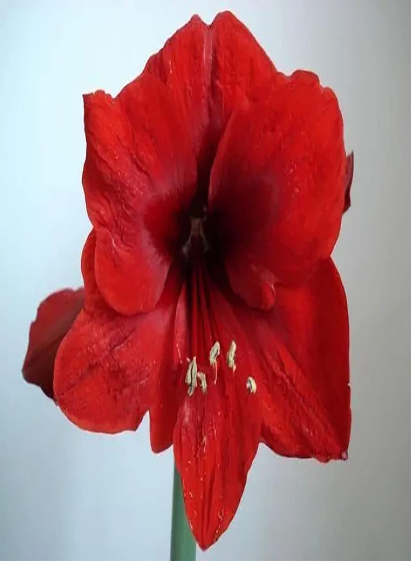 جي جوت 2rote Amaryllis Zwiebeln Bringen Farbe in Ihr Haus Bringen visuellen Genuss Gefühl der Leistung Machen Sie Schnittblumensträuße für die langfristige Erhaltung - Image 1