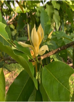 Michelia champaca, Champak Tree, Joy Tree (Magnolia champaca) Seeds (100)