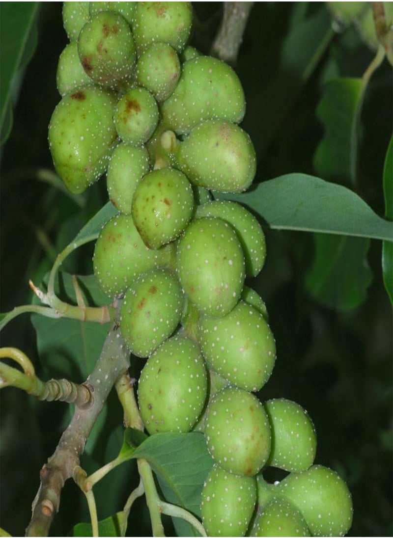 GGOOT - Michelia champaca, Champak Tree, Joy Tree (Magnolia champaca) Seeds (100) - Image 1