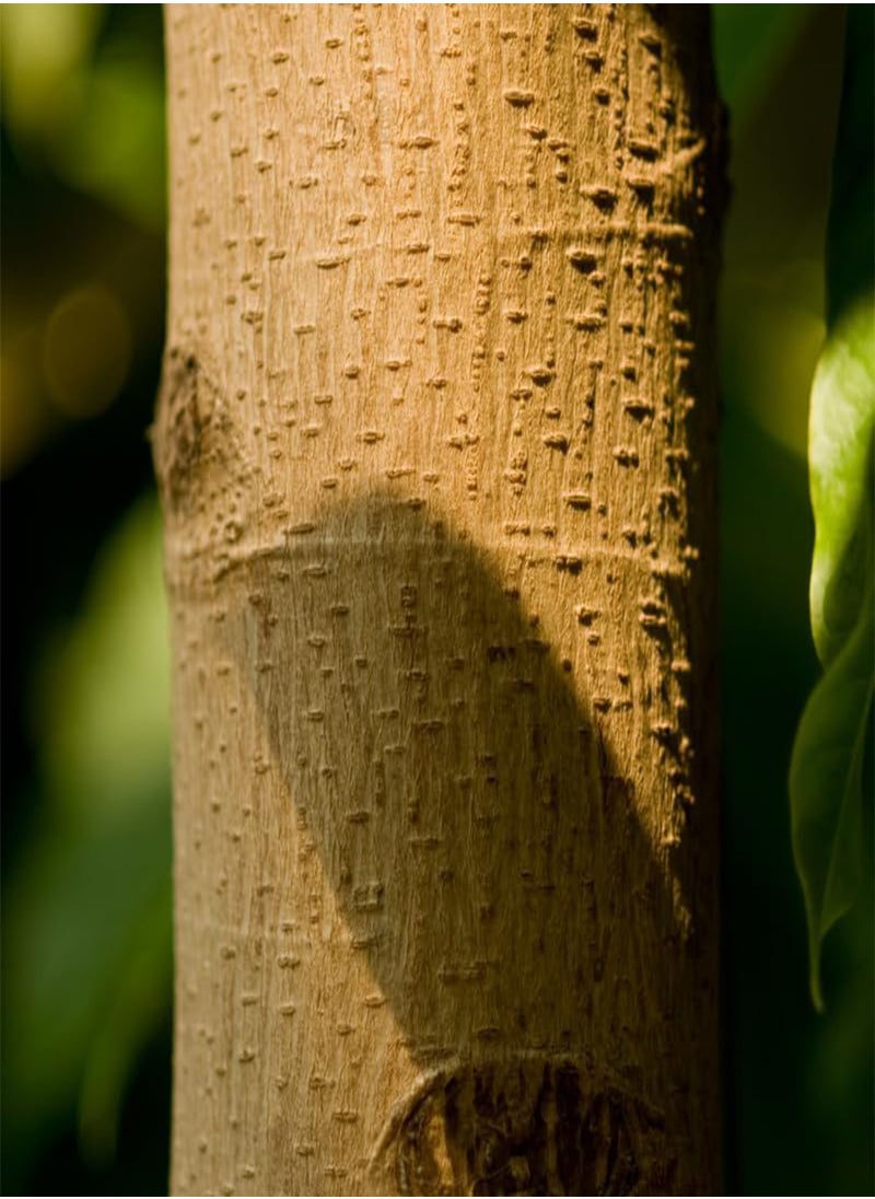 GGOOT - Michelia champaca, Champak Tree, Joy Tree (Magnolia champaca) Seeds (100) - Image 1
