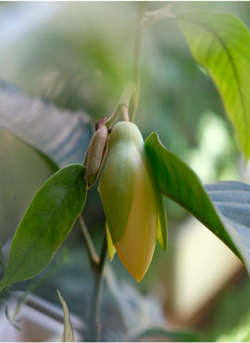 GGOOT - Michelia champaca, Champak Tree, Joy Tree (Magnolia champaca) Seeds (100) - Image 1