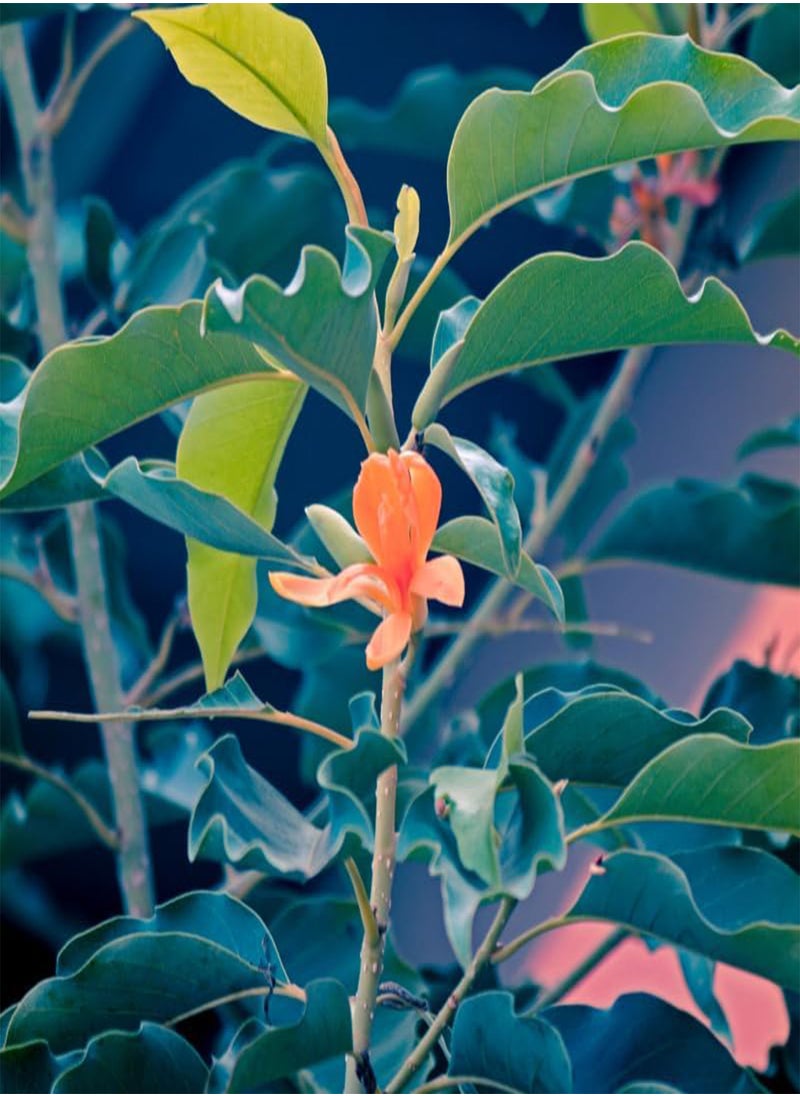 GGOOT - Michelia champaca, Champak Tree, Joy Tree (Magnolia champaca) Seeds (100) - Image 1