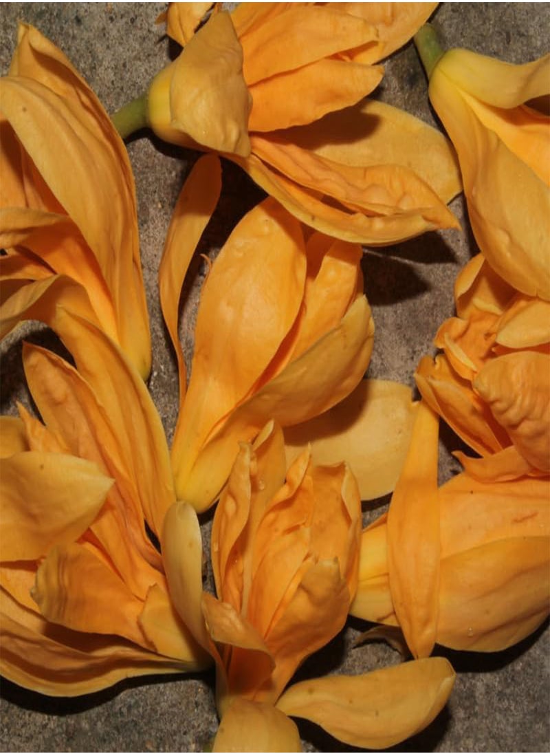 GGOOT - Michelia champaca, Champak Tree, Joy Tree (Magnolia champaca) Seeds (100) - Image 1