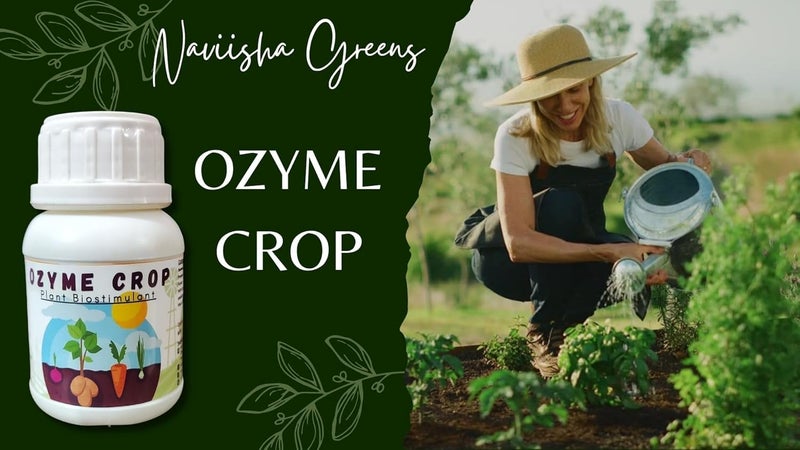 Naviisha Greens Naviisha Greens Ozyme Crop Seaweed Extract Liquid Concentrate Organic Fertilizer Growth Promoter for Plants 100 Water Soluble 100ml  - Image 4