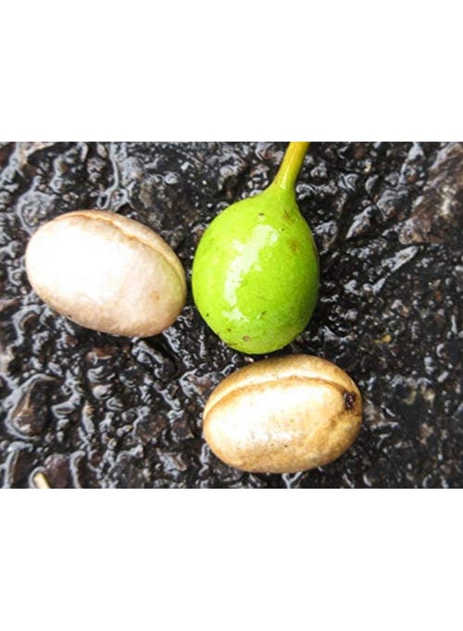 Neotea Nettilinkam Ashoka, Polyalthia Longifolia Seed Powder, 300 G - Image 3