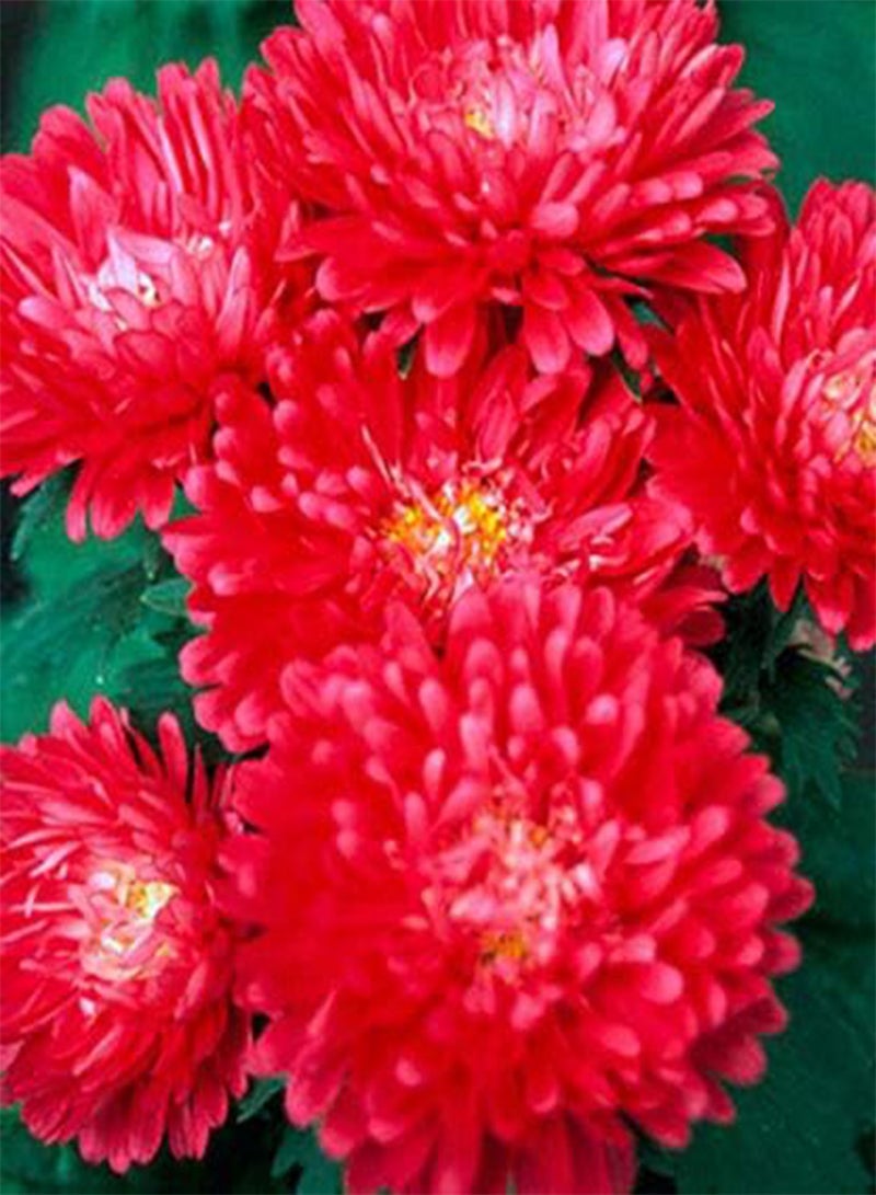 GGOOT RED Peony China Aster Duchesse - Tall - 250 Seeds - Callistephus Chinensis - Image 2