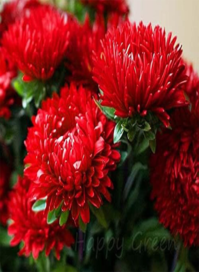 GGOOT RED Peony China Aster Duchesse - Tall - 250 Seeds - Callistephus Chinensis - Image 1