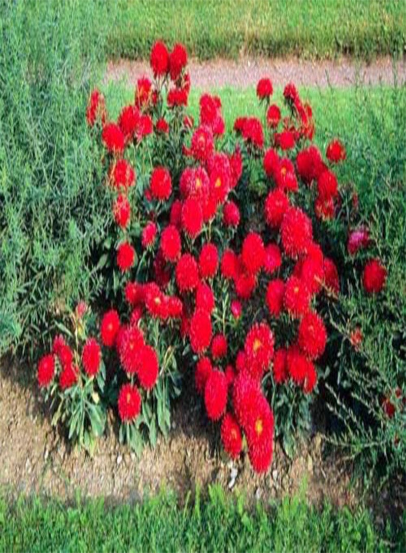 GGOOT RED Peony China Aster Duchesse - Tall - 250 Seeds - Callistephus Chinensis - Image 3