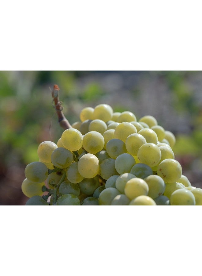 كوريس قناع تنقية بشرة العنب من سانتوريني مع تنقية مسام الرمال البركانية مع كبسولات الكربون المنشط وحمض الساليسيليك نباتي Bha 70 مل - Image 2