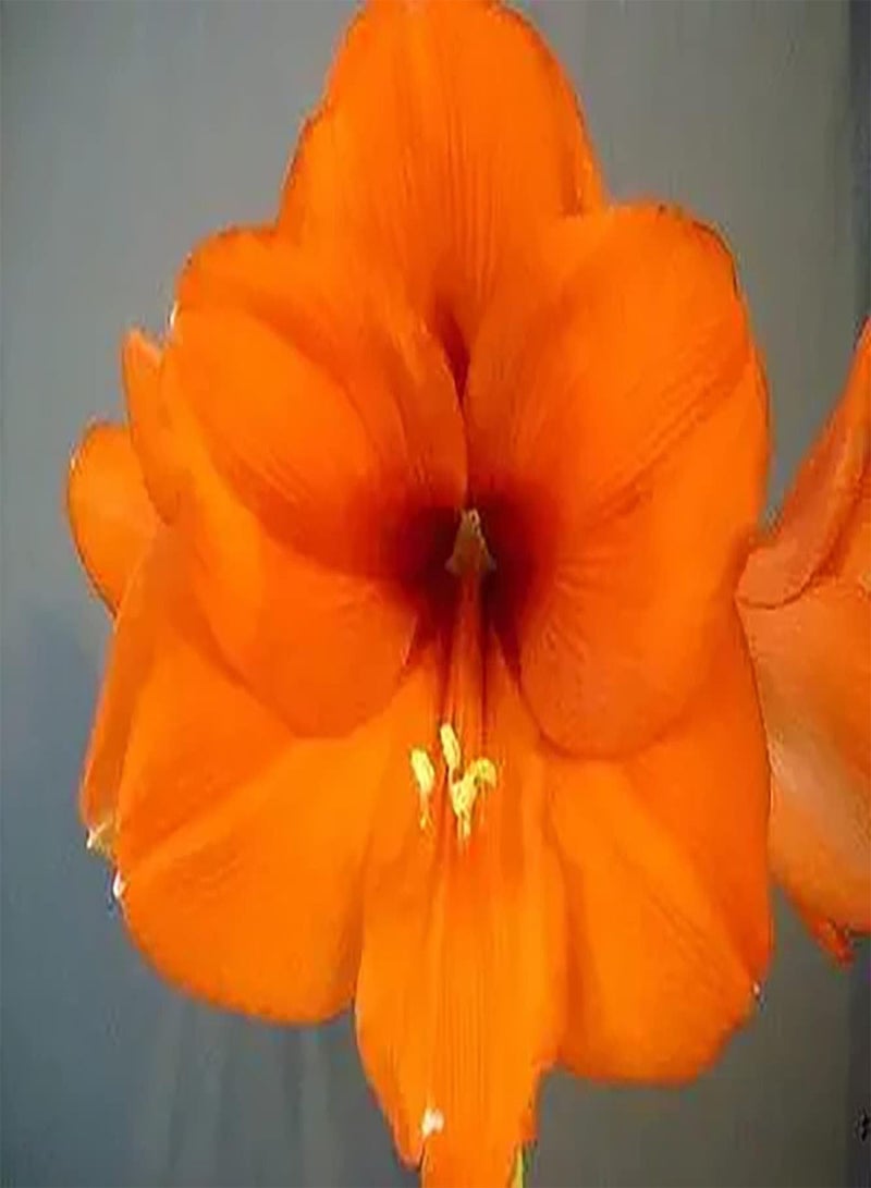 GGOOT 2 orangefarbene Amaryllis Zwiebeln Machen die Umgebung schöner bringen Erfolgserlebnisse kultivieren das Pflanzinteresse und schaffen eine schöne Umgebung - Image 2