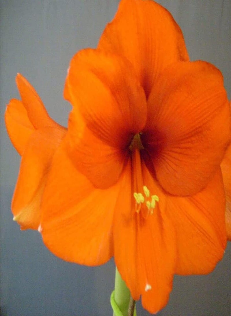 GGOOT 2 orangefarbene Amaryllis Zwiebeln Machen die Umgebung schöner bringen Erfolgserlebnisse kultivieren das Pflanzinteresse und schaffen eine schöne Umgebung - Image 1