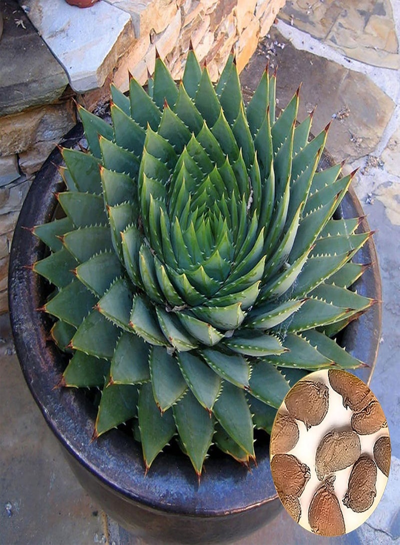 GGOOT 100Pcs Aloe Polyphylla Seed Garden Succulents Household Office Yard Horticulture  - Image 1