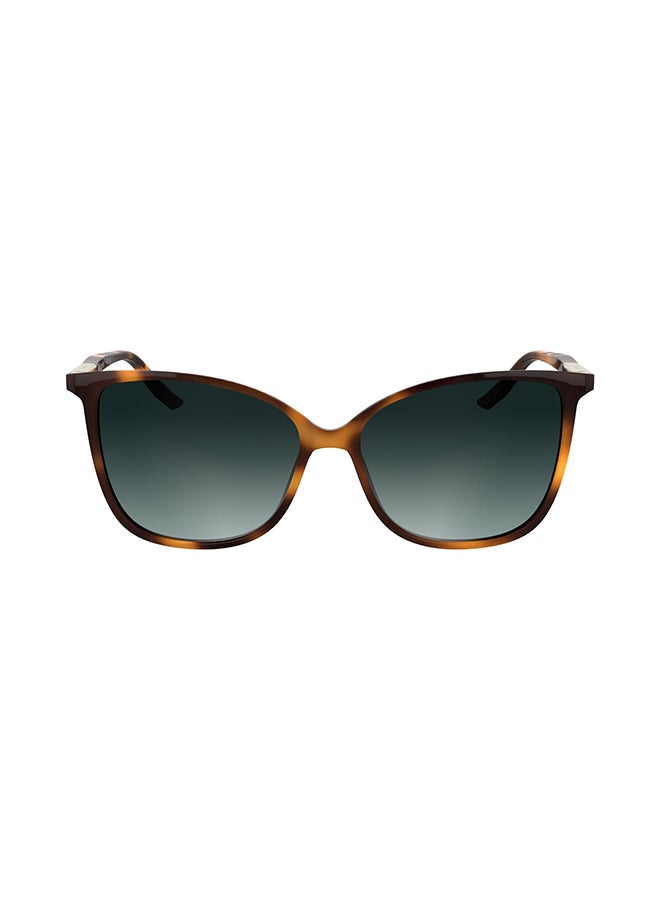 CALVIN KLEIN نظارات شمسية كاملة الإطار من كالفن كلاين CK25504S 5715 (240) هافانا - Image 1