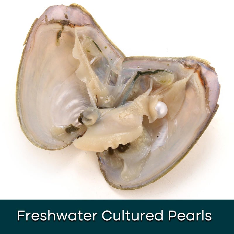 HENGSHENG 10PC Oyster with Round Pearl Inside Meaningful Color Freshwater Cultured Oyster Love Wish Pearls Beads for Jewelry Making Crafts Gifts(6-8mm, 9 Oysters with 1 Pearl, 1 Oyster with 2) - Image 4