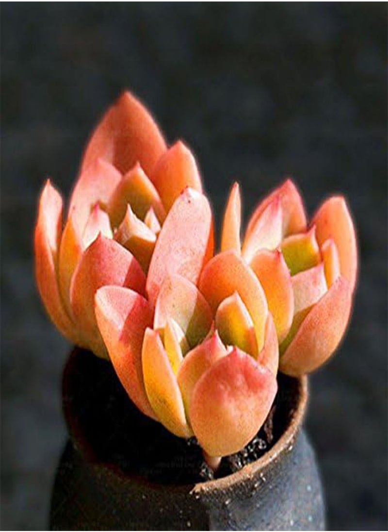 GGOOT - 100 Pcs/Pack Red Succulent Seeds Home Garden DIY Potted Flower Seed Ornamental Plants - Image 1