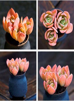 100 Pcs/Pack Red Succulent Seeds Home Garden DIY Potted Flower Seed Ornamental Plants