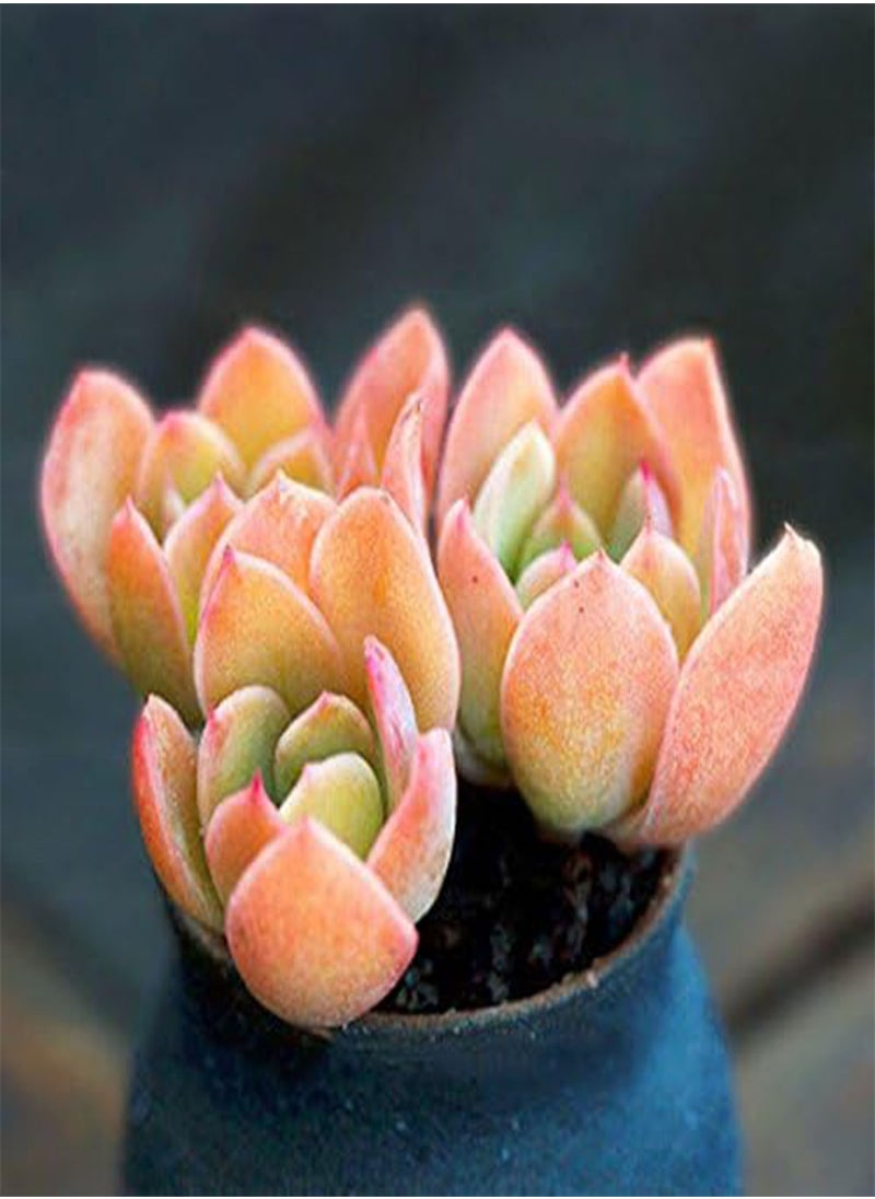 GGOOT - 100 Pcs/Pack Red Succulent Seeds Home Garden DIY Potted Flower Seed Ornamental Plants - Image 1