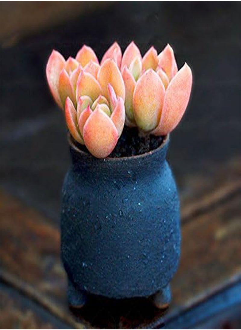 GGOOT - 100 Pcs/Pack Red Succulent Seeds Home Garden DIY Potted Flower Seed Ornamental Plants - Image 1