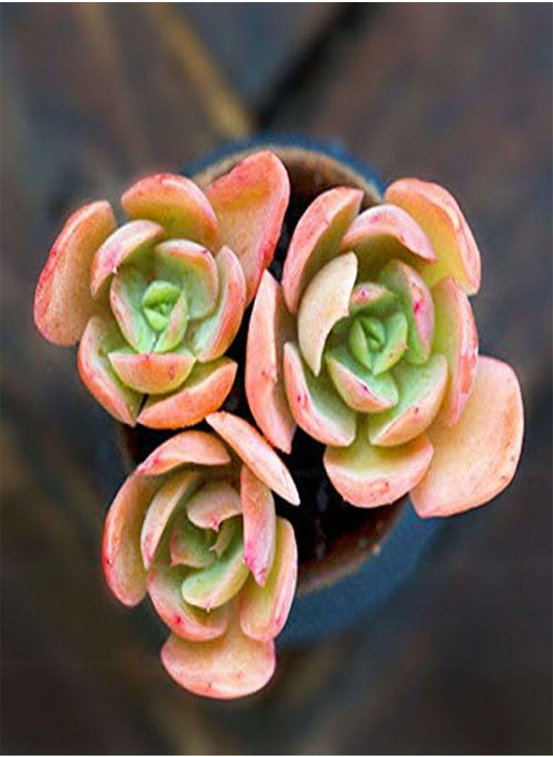 GGOOT - 100 Pcs/Pack Red Succulent Seeds Home Garden DIY Potted Flower Seed Ornamental Plants - Image 1