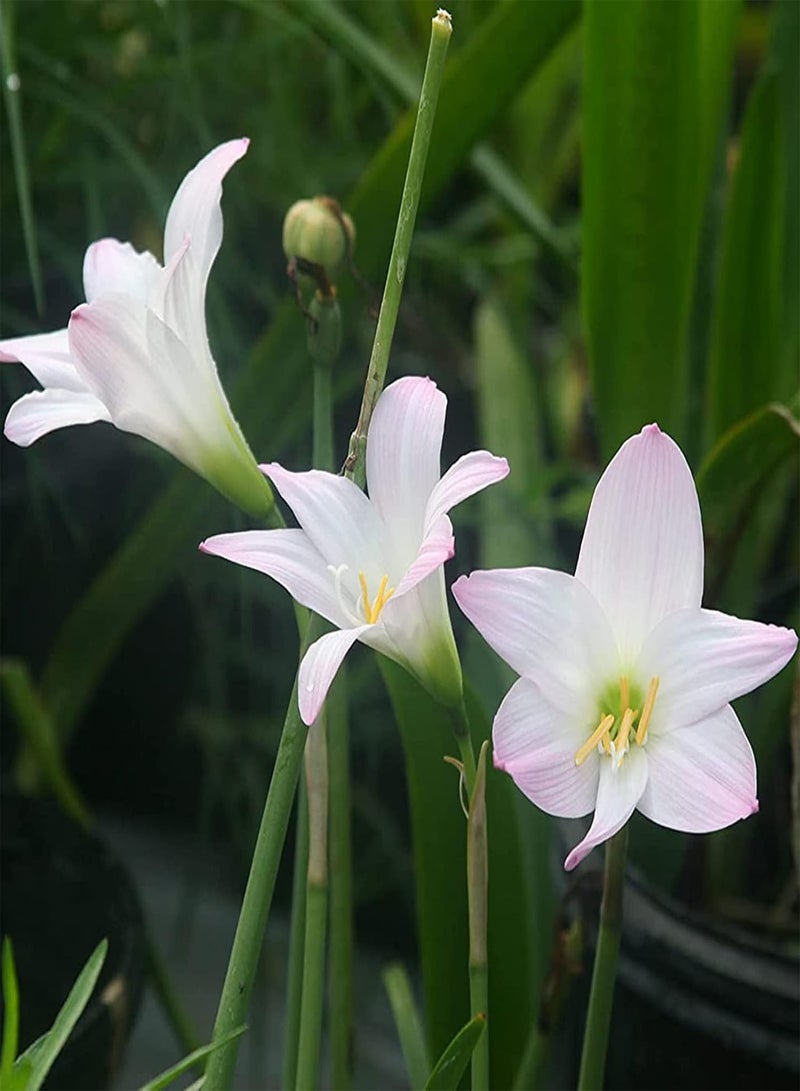 GGOOT Lilys seeds Seeds 100Pcs/Bag Lilys seeds Seeds Full of Vitality Good Harvest Prolific High Germination Bonsai Seeds for Yard Pink - Image 4