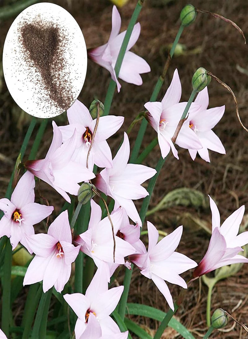 GGOOT Lilys seeds Seeds 100Pcs/Bag Lilys seeds Seeds Full of Vitality Good Harvest Prolific High Germination Bonsai Seeds for Yard Pink - Image 1