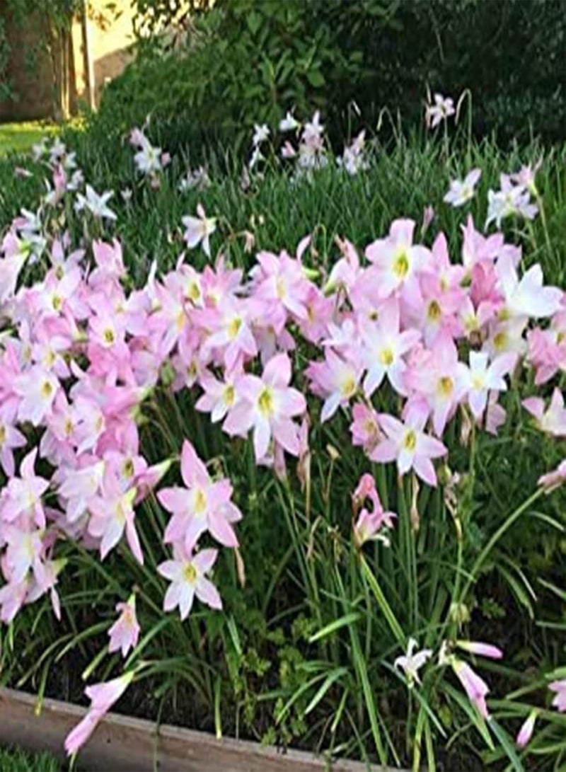 GGOOT Lilys seeds Seeds 100Pcs/Bag Lilys seeds Seeds Full of Vitality Good Harvest Prolific High Germination Bonsai Seeds for Yard Pink - Image 3