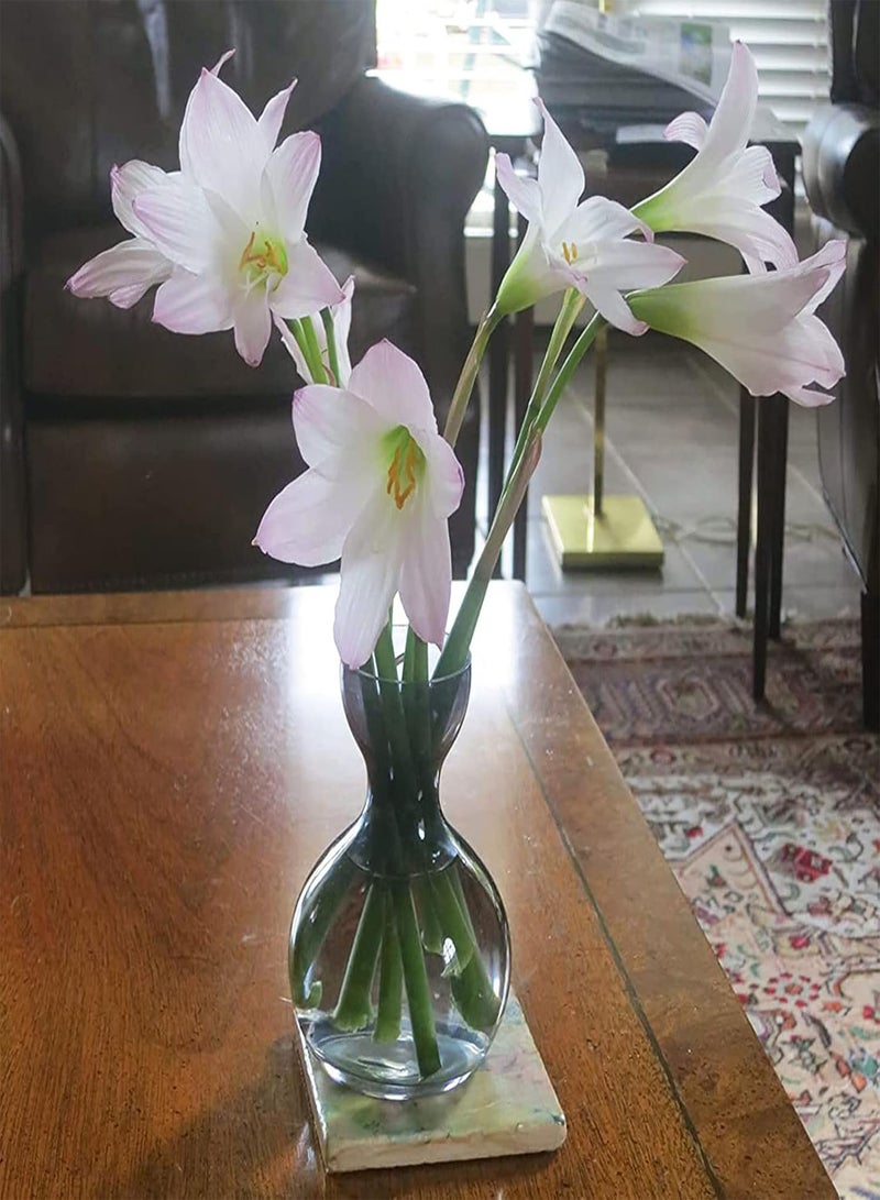 GGOOT Lilys seeds Seeds 100Pcs/Bag Lilys seeds Seeds Full of Vitality Good Harvest Prolific High Germination Bonsai Seeds for Yard Pink - Image 5