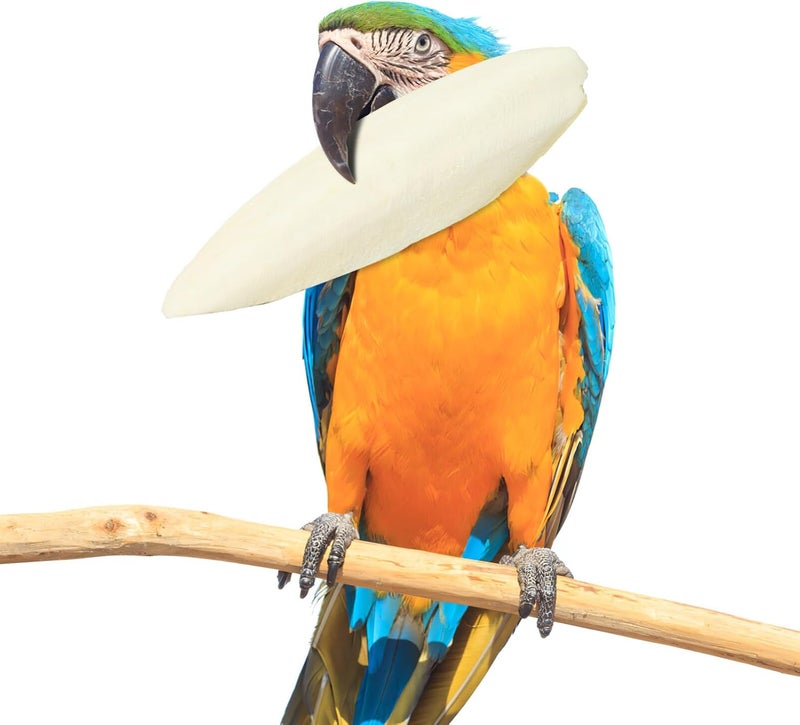 EXCEART 30pcs Bird Cuttlebone Natural Cuddle Bone Bird Beak Stone Beak Grinder Parrot Chew Toys Molar Toy for Parakeets Cockatiel Macaw - Image 5