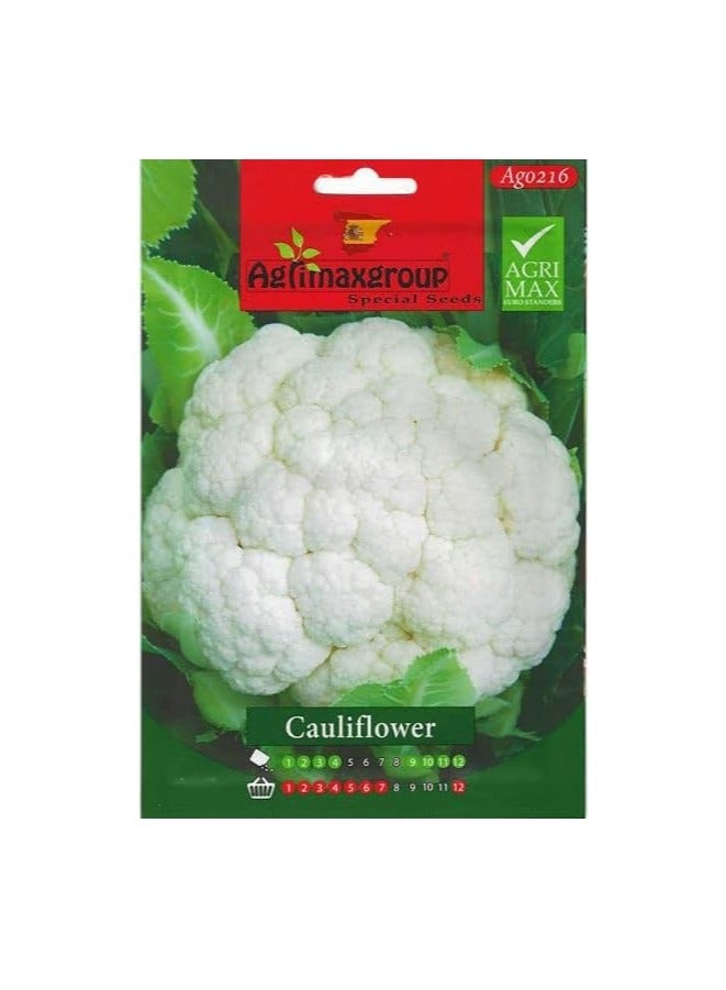 أجريماكس بذور القرنبيط عالية الجودة من Agrimaxgroup®