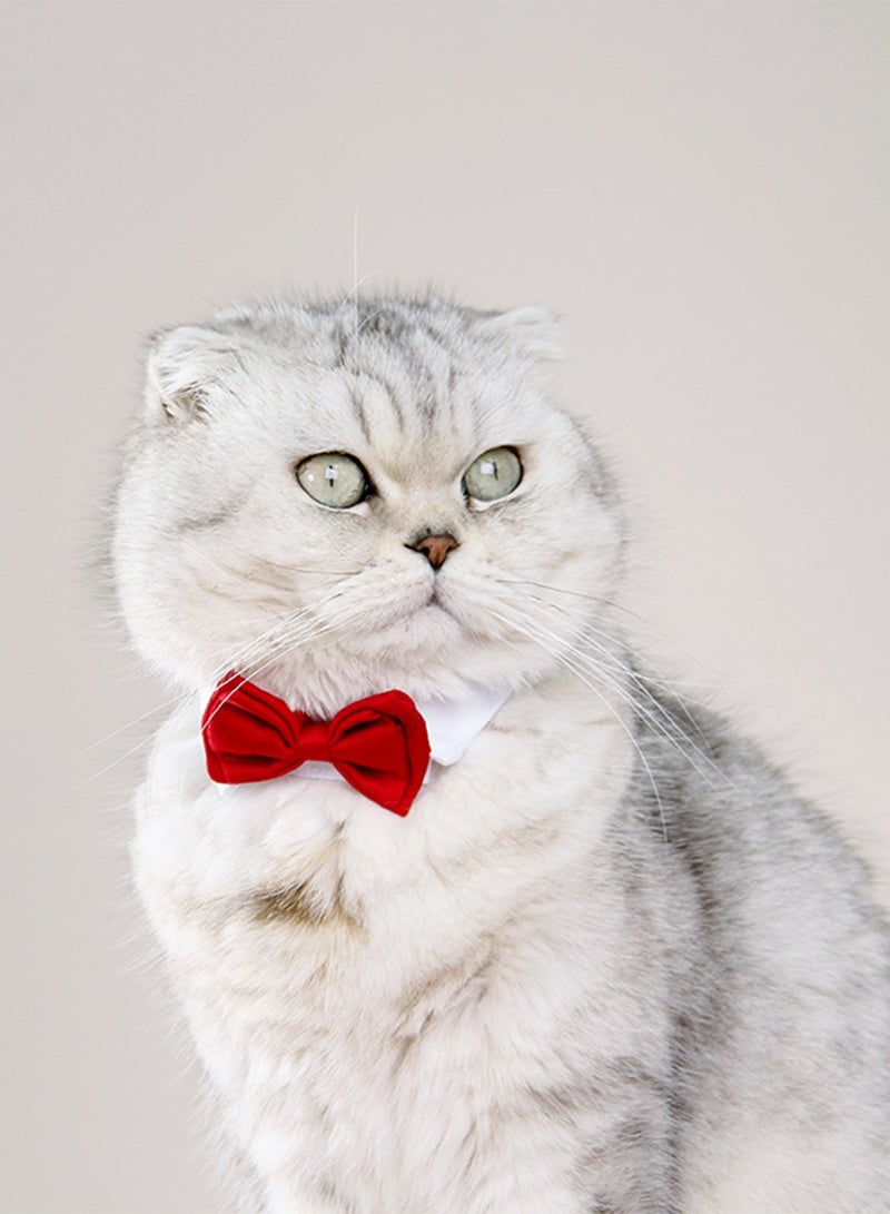 Loquat Pet Bow Tie Collar for Cats  Dogs, Black, S - Image 4