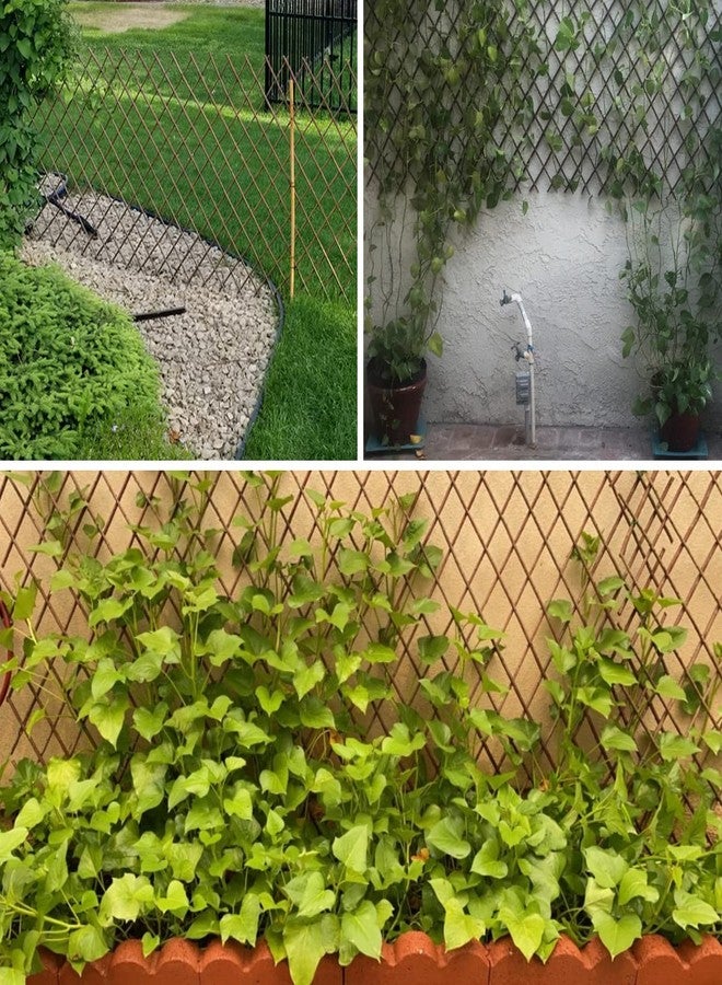 86 York Expandable Willow Lattice Fence Panel for Climbing Plants Vine Ivy Rose Cucumbers Clematis (1) - Image 3