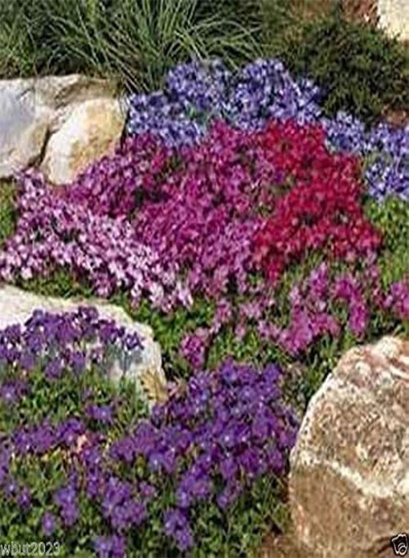 GGOOT 200 Rock Cress Seeds - Royal Mix (Aubrieta Hybrida) Compact, Ground Cover - Image 2