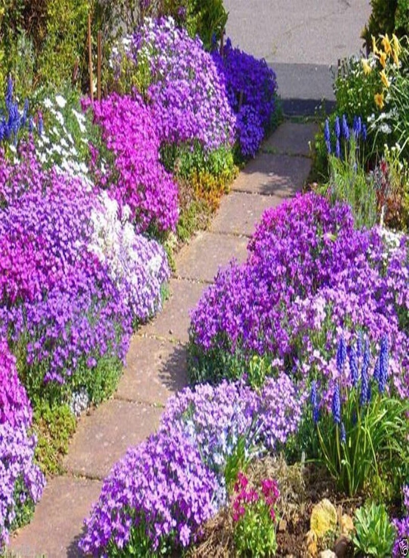 GGOOT 200 Rock Cress Seeds - Royal Mix (Aubrieta Hybrida) Compact, Ground Cover - Image 1