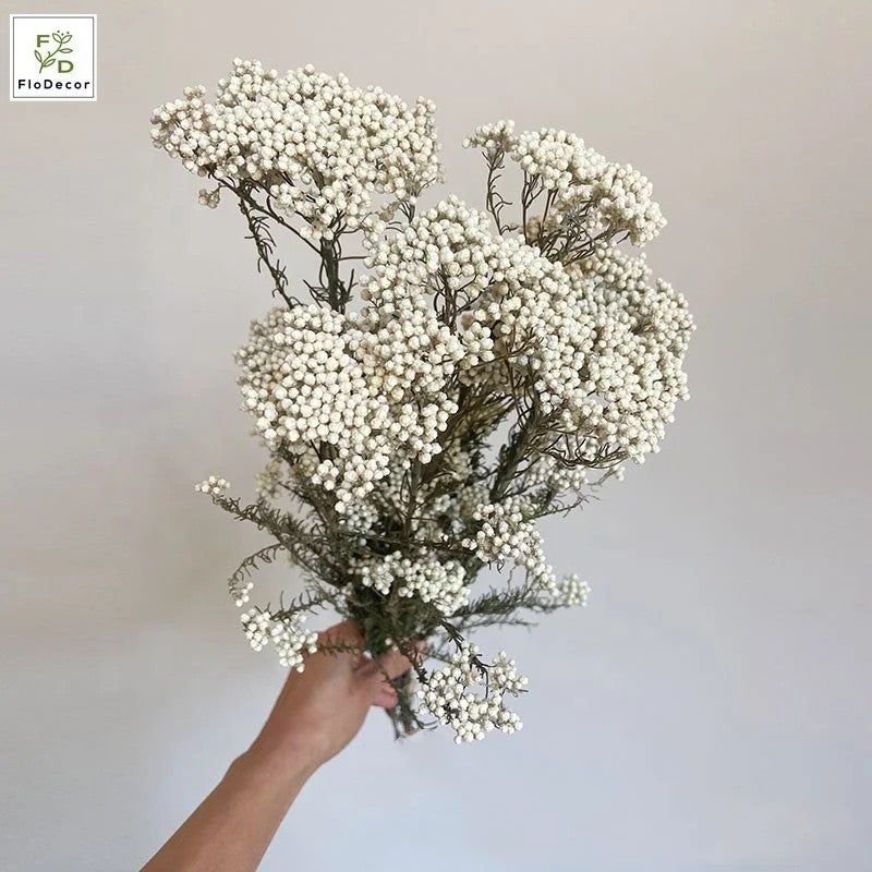 Bluejw High Quality Real Touch Mini Rice Flower Dried Preserved Flower Bouquet - Natural Dried Plants Stems Eternal Home Decor - Image 4