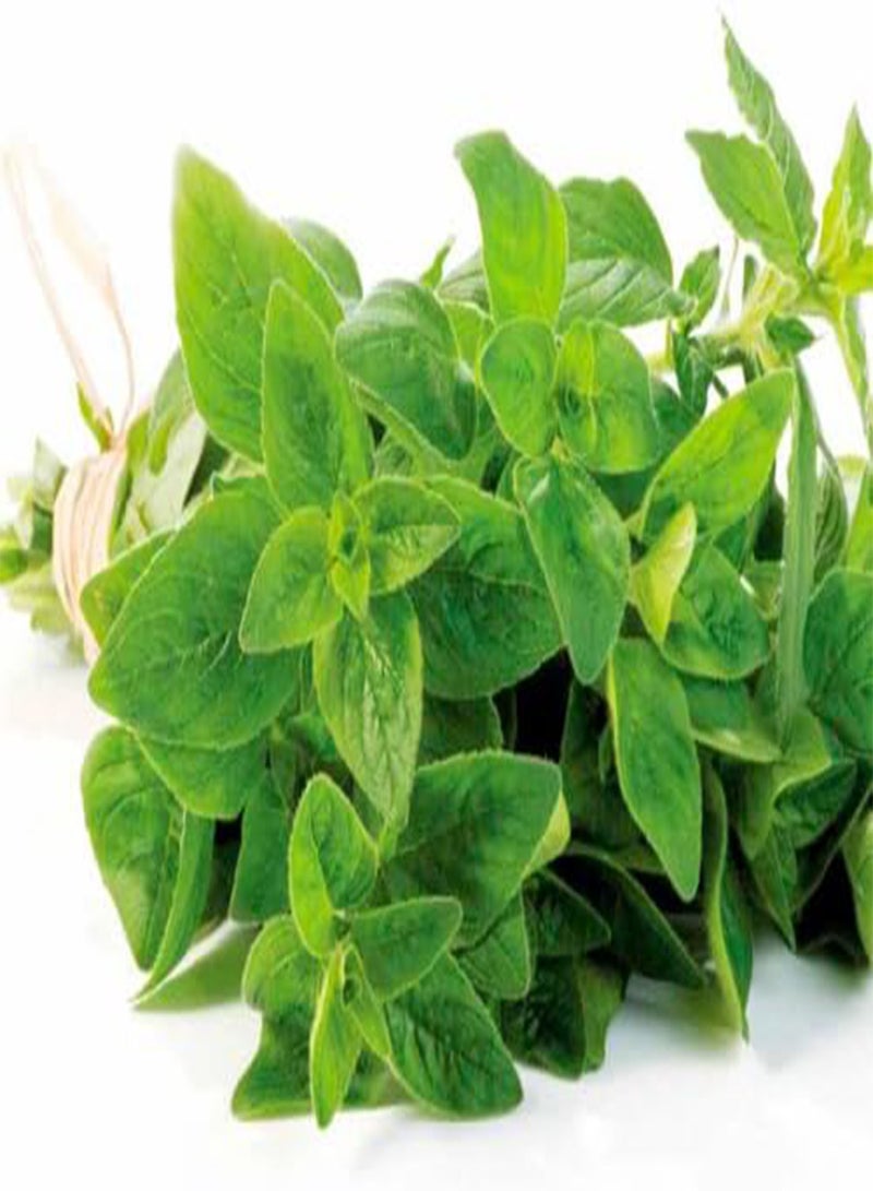 GGOOT seeds 165184 Oregano Herb Seed