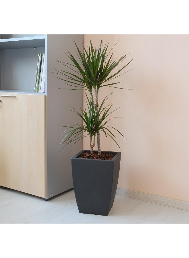 أيدل إناء زرع كبير طوله 36x36x50 سم – وعاء زينة حديث للج indoors والخارج – وعاء زهري خفيف الوزن ومتين للنباتات والأشجار - صنع في إيطاليا - بواسطة إيدل - Image 2